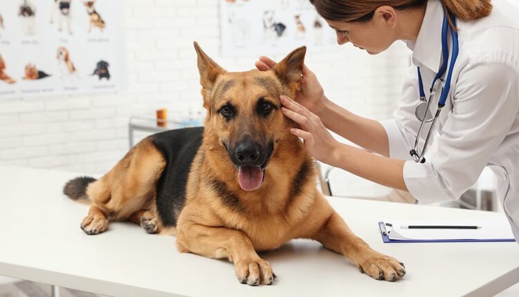 6 Important Dog Dental Health Tips